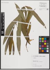 Foto von Salix L.